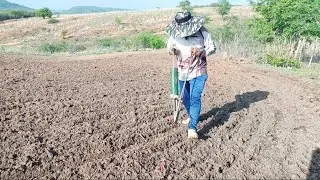 COM A CHEGADA DO INVERNO ELE SEMEAR MILHO É FEIJÃO DE CORDA NO SOLO ARADADO