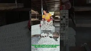 Silk Cocoon Harvest Hack! Instant Shelling Technique & Sericulture Efficiency