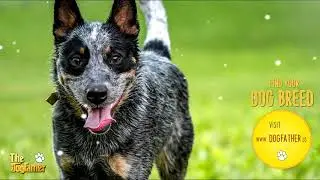 AUSTRALIAN CATTLE DOG Chakra healing music for Dogs ~ Music for Dogs ~ Anti separation anxiety music