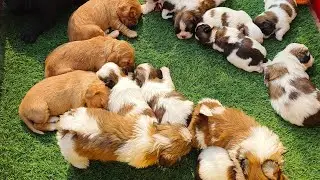 ShihTzu & Chow Chow puppy low price 9671685600 #doglove  #dogshot  #puppy @MalakSingh-cp6lj