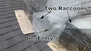 Two Raccoons Caught at One Entry | Double Trap Set-Up