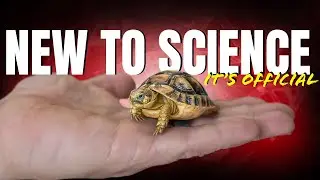 Tiny, Vulnerable Tortoises Discovered by Science for the First Time!