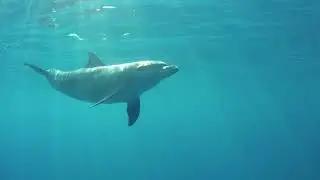 Dolphins love to play with humans. Дельфины любят играть с людьми.