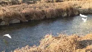 백로떼의 아름다운 날개짓과 물고기잡기~♡(the beautiful flapping of wings and catching fish in the egret)#힐링#아름다운풍경 #자연