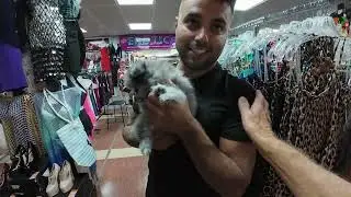 Realit&auml;t 16.8.25 Maspalomas   Die Kalifornische K&ouml;nigsnatter breitet sich auf den Kanaren aus...