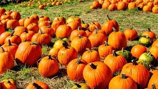 Visiting Queens County Farm Pumpkin Patch 🍁🍁
