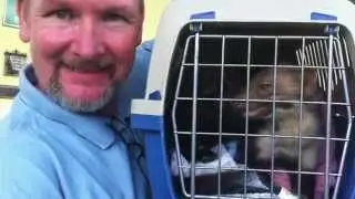 Catching a stone marten per hand