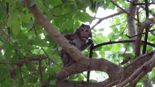 Ally play with best friends so cute #monkey #babymonkey #cute #baby