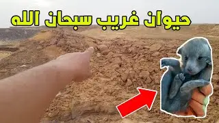 البحث عن صغار الذئب لتوثيقها فقط