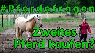 #Pferdefragen: M&ouml;chtest Du noch ein zweites Pferd kaufen?