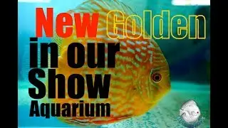 GOLDEN IN OUR SHOW AQUARIUM - Limited Stock in amazon farm Brazil