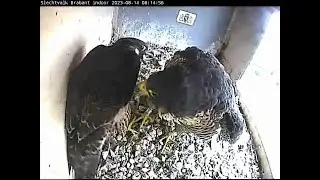 2023 08 14 Slechtvalk Brabant Provinciehuis 08h14m CTX heeft last van LBO die blijft komen