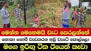 මෙන්න මෙහෙමයි වැට පෙරලන්නේ | නොකා නොබී වැඩකරන අලි වැටේ කොල්ලො | මගෙ ඉරිඟු ටික ඊයෙත් කෑවා