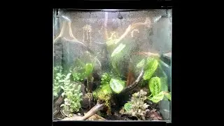 Exo-Terra New Frog Enclosure Review.