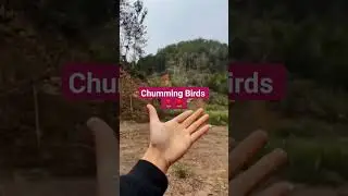 how to tame a bird | totay ko tam Kurnay ka tareeqa | Beautiful love birds call