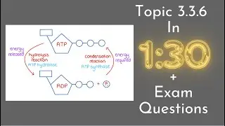 Resynthesis of ATP by the ATP-CP System Explained (SEHS 3.3.6)