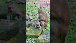 Very funny video of little monkey playing and stepping on little monkey like this, Funny ever