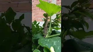 Mosca da podridão,da abóbora,como eliminar este problema da sua horta 🥬
