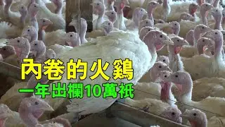火雞養殖加工一條龍，這也太人性了吧