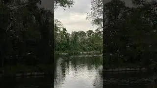 the birds at EPCOT &hellip; look to the left as you cross the bridge