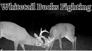 Trail Camera Videos - Rut Season In Full Swing! (Fall 2024)