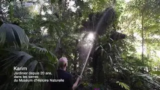 Le Magicien du V&eacute;g&eacute;tal de la serre tropicale du Mus&eacute;um