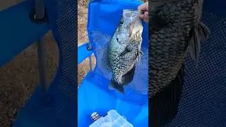 PB Crappie!