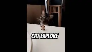 Cat explore | kissa tutkii | #catexplore #cat #cats #kissatutkii #catoftiktok #Rockcat #Elvis&Rock