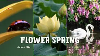 soft spring morning piano 🌸 a peaceful playlist for studying & relaxing