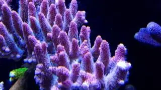 Acropora Spathulata