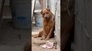 Mi vecino ten&iacute;a un perrito en malas condiciones hasta que por fin fue libre #adoptanocompres #perros