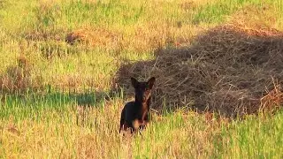 Rural Partnership A Cow and a Curious Puppy10