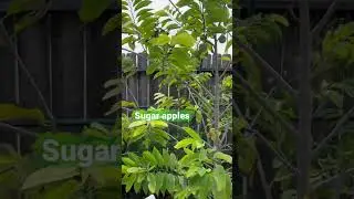 Texas can grow exotic fruits &hellip; sugar apple, dragon fruit and papaya