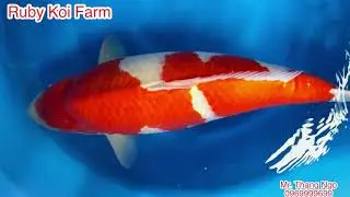 Super Kohaku Torazo Koi Farm, 4,5 year, 80cm, female. #kohaku #koikohaku #superkohaku