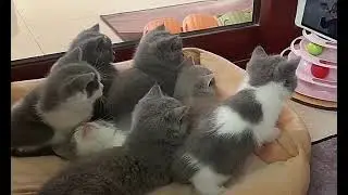 Ultimate Guide to Cat Photography | Tips for Amazing Cat Instagram Shots
