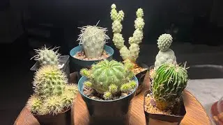 CACTUS PLANTS I BOUGHT FROM MESA GARDEN ONE YEAR LATER. BRIEF UPDATE ON THEIR GROWTH #cactus #plants