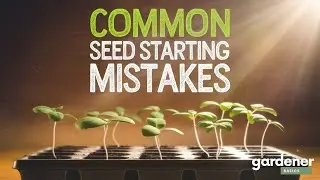 STOP Wasting Seeds with These Common Seed Starting Mistakes!