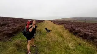 Wild ponies in the Preseli Hills