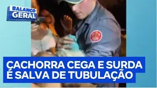 Cachorra cega e surda cai em tubula&ccedil;&atilde;o e mobiliza Bombeiros