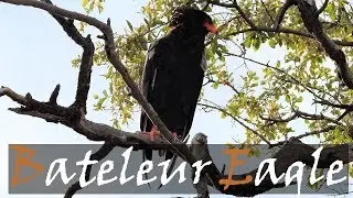 Bateleur Eagle (Terathopius ecaudatus) Bird Call Video Near Phalaborwa Gate | Stories Of The Kruger