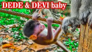 OMG_Sometimes DEDE monkey neglects to make her child DEVI fall down.#monkeyfamily #monkeyfunny #cute