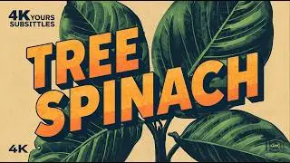 Tree Spinach (Chaya) Explained: The Forgotten Super Green of Tropical Nutrition
