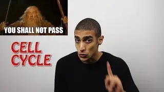 cell cycle (Interphase) شرح بالعربي