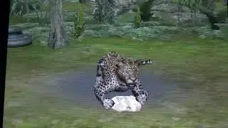 Jaguar feeding on Zoo Resort 3D