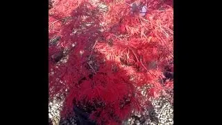 Japanese maple seeds germination secret,No one will tell you!