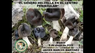 El género Helvella en el centro peninsular por Javier Marcos Martínez