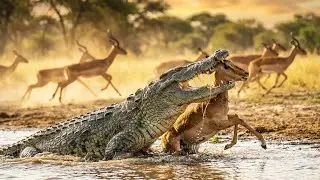 Crocodile&rsquo;s Savage Attack on Impala! [Shocking]