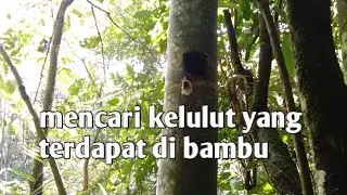 Kelulut kuning kecil di bambu || kelulut bambu | lepidotrigona ventralis
