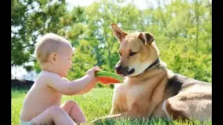 Vip-Super-Pets #pets #adventurewithpets #petsforever