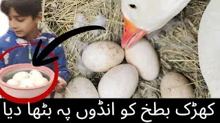 Ghoose Ducks Hatching/ Long Neck Duck eggs incubation 